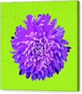 Popart Chrysanthemum-purple Canvas Print