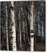 Poplar Trees In Late Winter Canvas Print