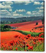 Poppy Field 8 Canvas Print