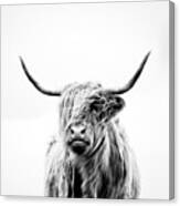 Portrait Of A Highland Cow - Square Crop Canvas Print