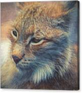Portrait Of A Lynx Canvas Print