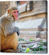 Portrait Of A Male Macaque Monkey Sitting On The Roof Of A Temple Canvas Print