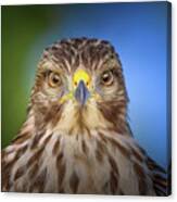 Portrait Of A Raptor Canvas Print