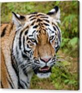 Portrait Of A Siberian Tiger Or Amur Tiger Looking At You Canvas Print