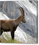 Portrait Of Standing Alpine Ibex (capra Ibex) Canvas Print