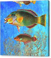 Portrait Of Three Fish Canvas Print