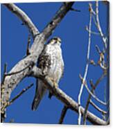 Prairie Falcon Keeps Watch From On High Canvas Print