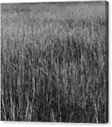 Prairie Grasses Canvas Print