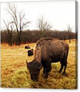 Prairie Life Canvas Print