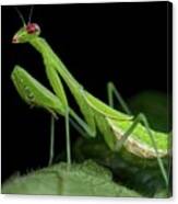 Praying Mantis Canvas Print