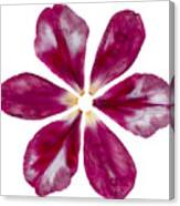 Pressed Pink Tulip Petals Canvas Print