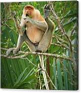 Proboscis Monkey In The Wild Canvas Print