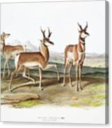 Pronghorn. John Woodhouse Audubon Illustration Canvas Print