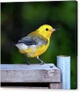 Prothonotary Warbler #3215 Canvas Print