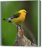 Prothonotary Warbler On Top Of The World Canvas Print