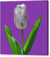 Purple And Green Tulip Canvas Print