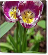Purple-and-white Rembrandt Tulips 2 Canvas Print