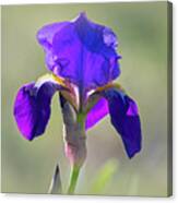 Purple Bearded Wild Iris Canvas Print