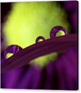 Purple Daisy In Water Droplets Canvas Print