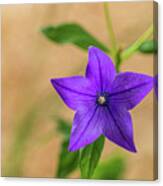 Purple Flower With Tan Canvas Print