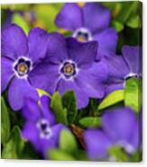 Purple Flowers In The Garden Canvas Print