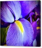 Purple Iris Macro Canvas Print