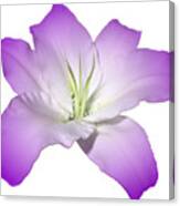 Purple Lily Flower Canvas Print
