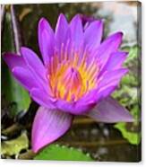 Purple Water Lily Canvas Print