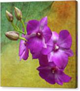 Purple Moth Orchid Canvas Print