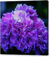 Purple Perfection Floral Canvas Print