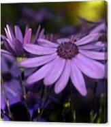 Purple Petals Canvas Print