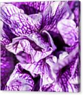 Purple Petunia Macro Abstract Canvas Print