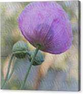 Purple Poppy Canvas Print