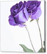 Purple Rose Flowers Two Canvas Print