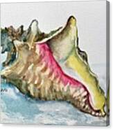Queen Conch Canvas Print