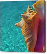 Queen Conch Canvas Print