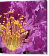 Queen's Crepe Myrtle Flower Canvas Print