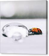 Quenching His Thirst - Ladybug Photo Canvas Print