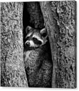 Raccoon In Hollow 7385 Canvas Print
