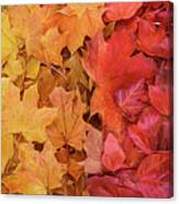 Rainbow Of Maple Leaves Canvas Print