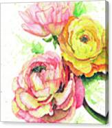 Ranunculus Flowers Canvas Print