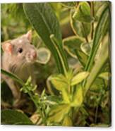 Rat In The Garden Canvas Print