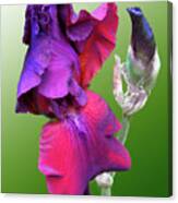 Red And Purple Iris Canvas Print