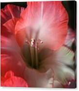 Red And White Gladiolus Flower Canvas Print