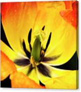 Red And Yellow Tulip Flower Canvas Print