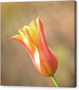 Red And Yellow Tulip Canvas Print