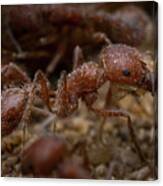 Red Ant Closeup Canvas Print