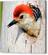 Red-bellied Woodpecker Ii Canvas Print