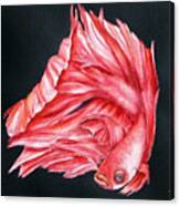 Red Betta Fighting Fish Canvas Print