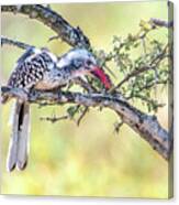 Red Billed Hornbill, Kruger National Park Canvas Print